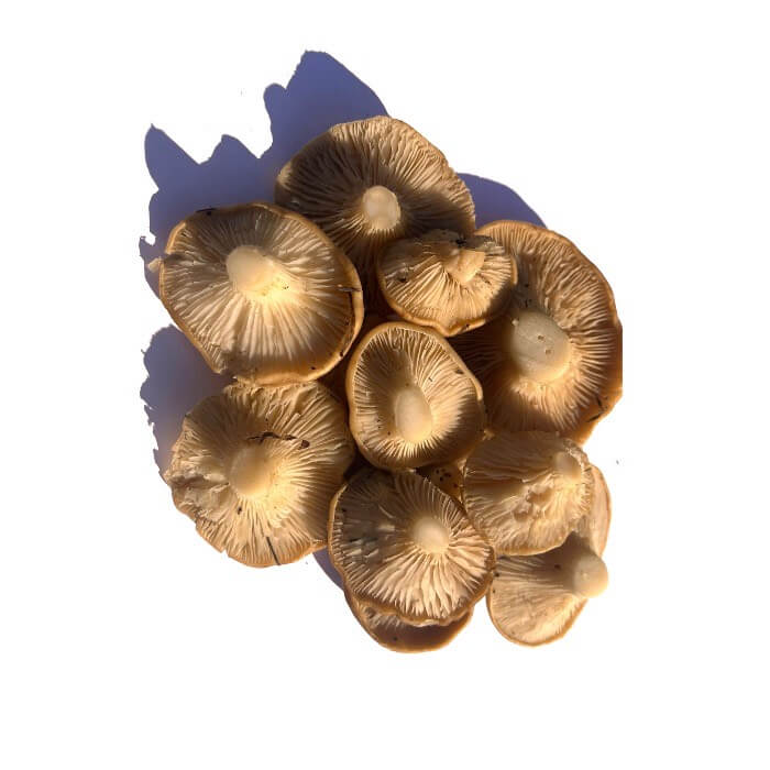 Seta Cardo — Comprar online en Fruterías Ruiz & González