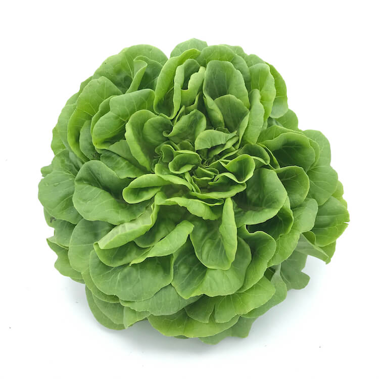 Lechuga Viva