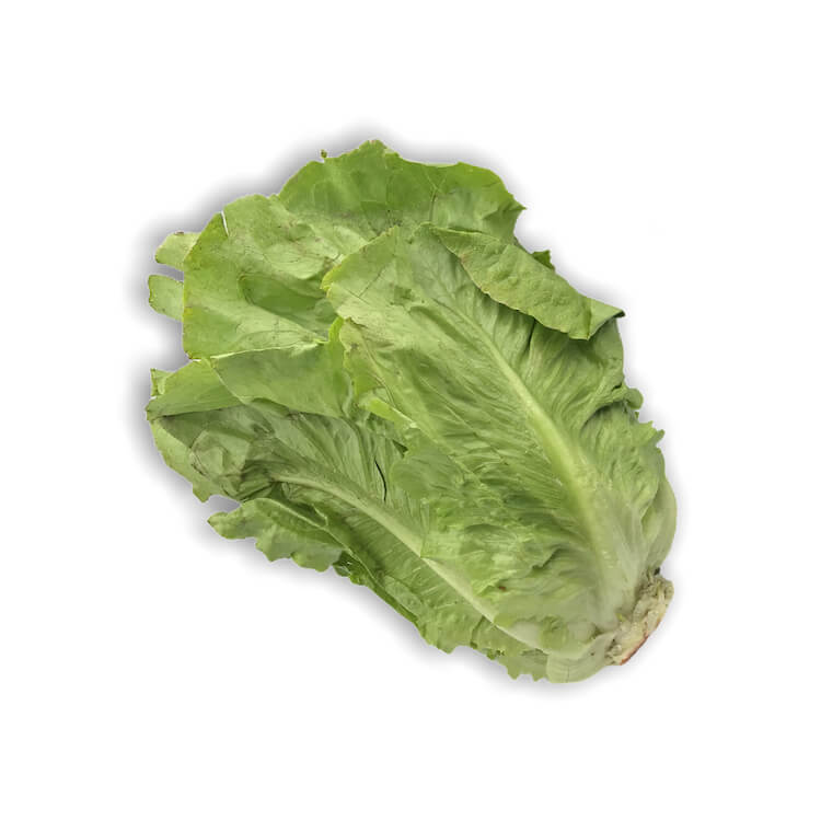Lechuga Romana — Comprar online