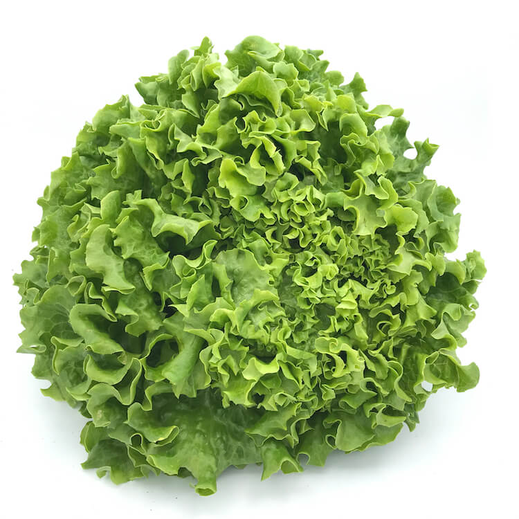 Lechuga Batavia — Comprar online