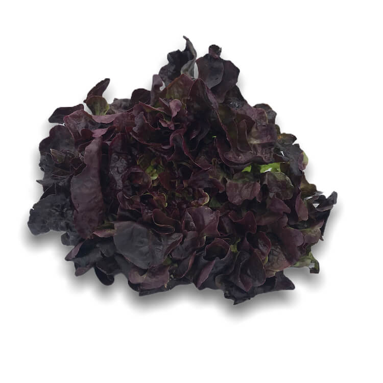 Lechuga hoja roble  — Comprar online en Fruterías Ruiz & González