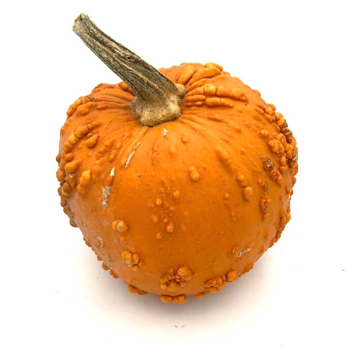 Calabaza Verrugosa Halloween