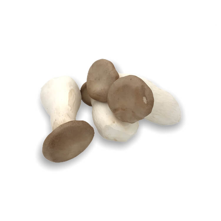 Boletus Cultivado