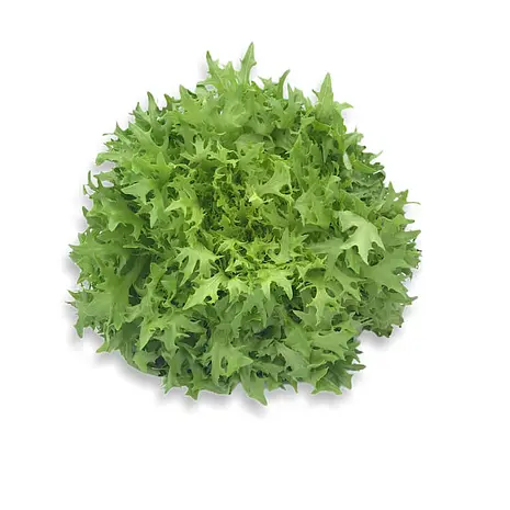 Escarola — Comprar online en Fruterías Ruiz & González