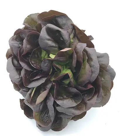 Lechuga Viva Roja — Comprar online en Fruterías Ruiz & González