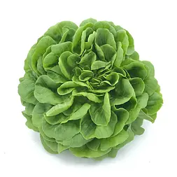 Lechuga Viva — Comprar online