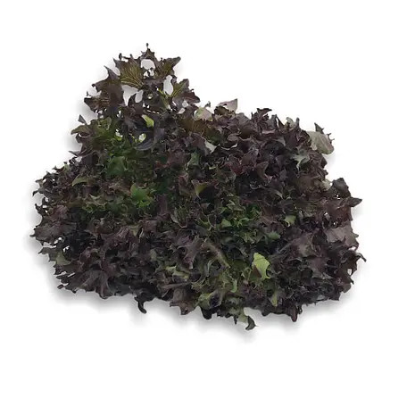 Escarola Frisee Roja — Comprar online en Fruterías Ruiz & González