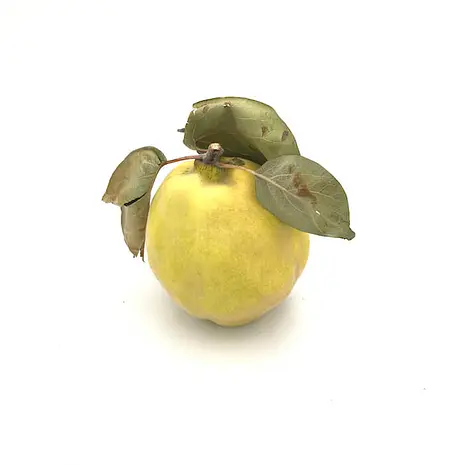 Membrillo — Comprar online en Fruterías Ruiz & González