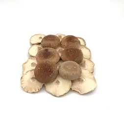 Seta Shiitake  — Comprar online