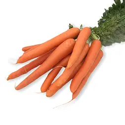 Zanahoria Manojo — Comprar online