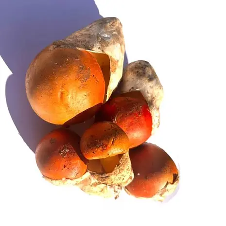Seta Amanita Caesarea — Comprar online en Fruterías Ruiz & González