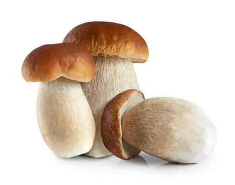 Boletus — Comprar online en Fruterías Ruiz & González